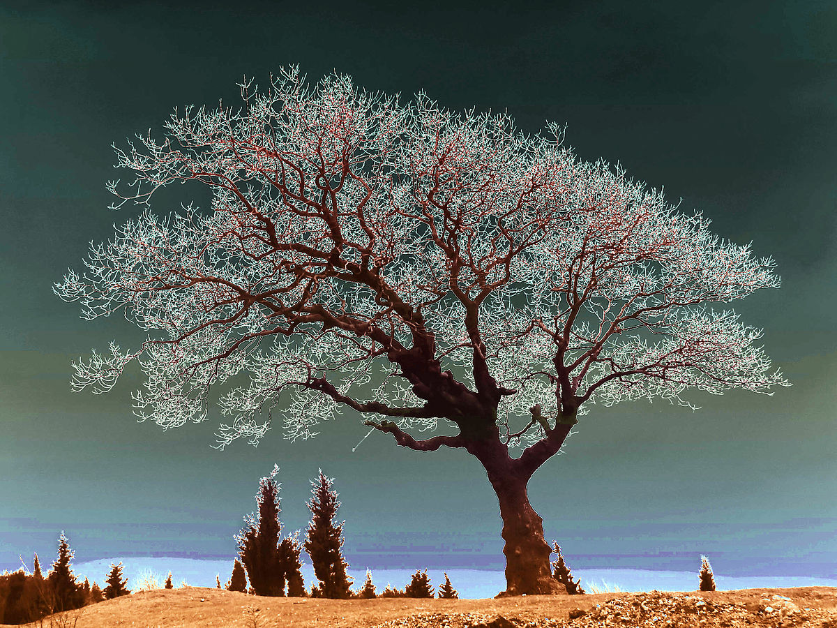 Arbre d'argent