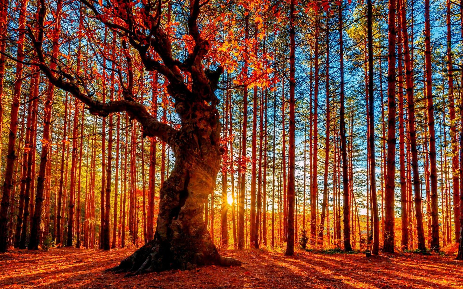 Arbre d'automne au milieu de troncs rouges