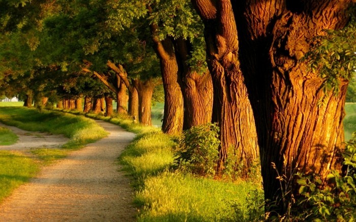Arbres merveilleux bordant chemin