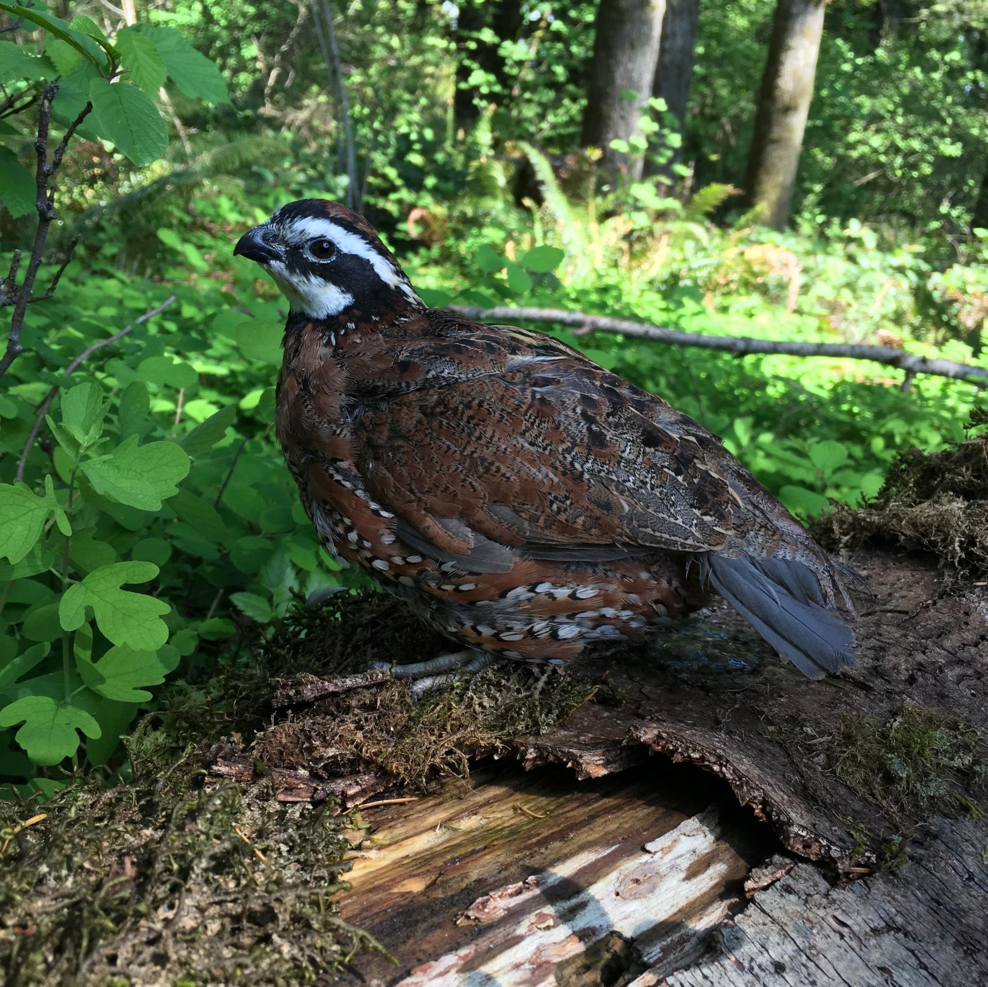Caille dans bois