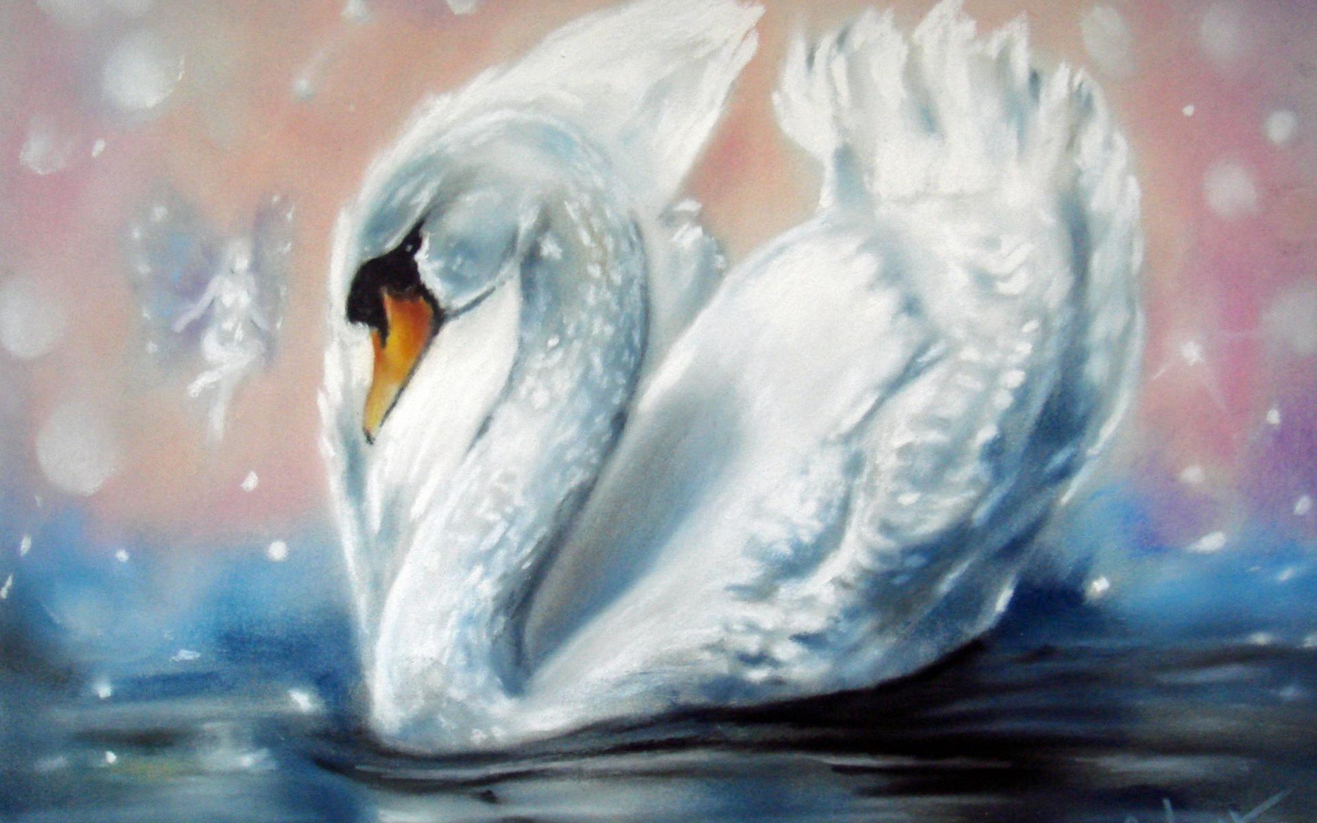 Cygne magnifique sur l'eau