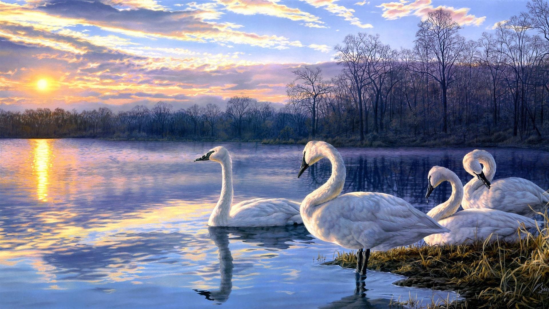Cygnes au coucher du soleil