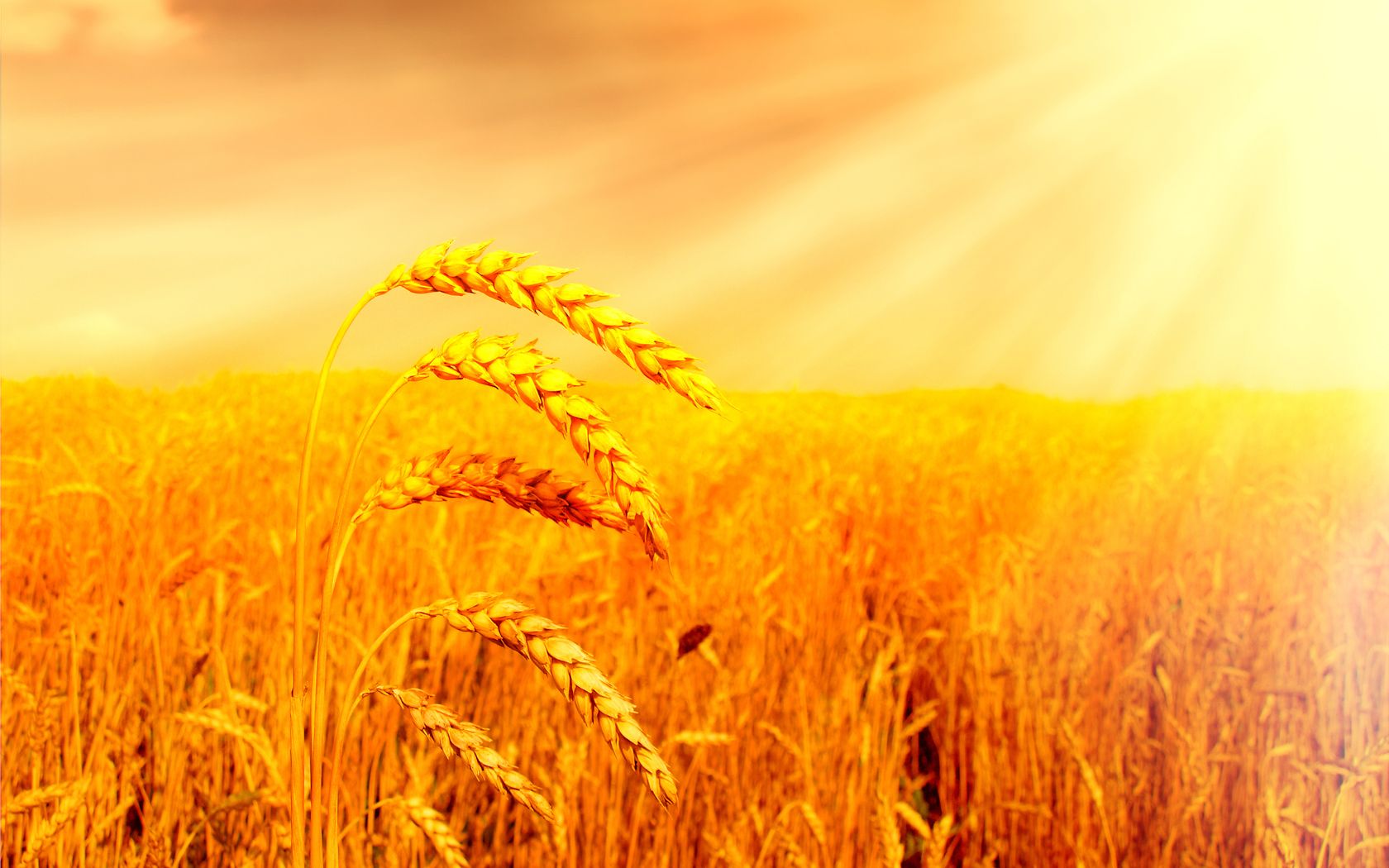 Epis de blé d'or embrasés par lueurs du soleil