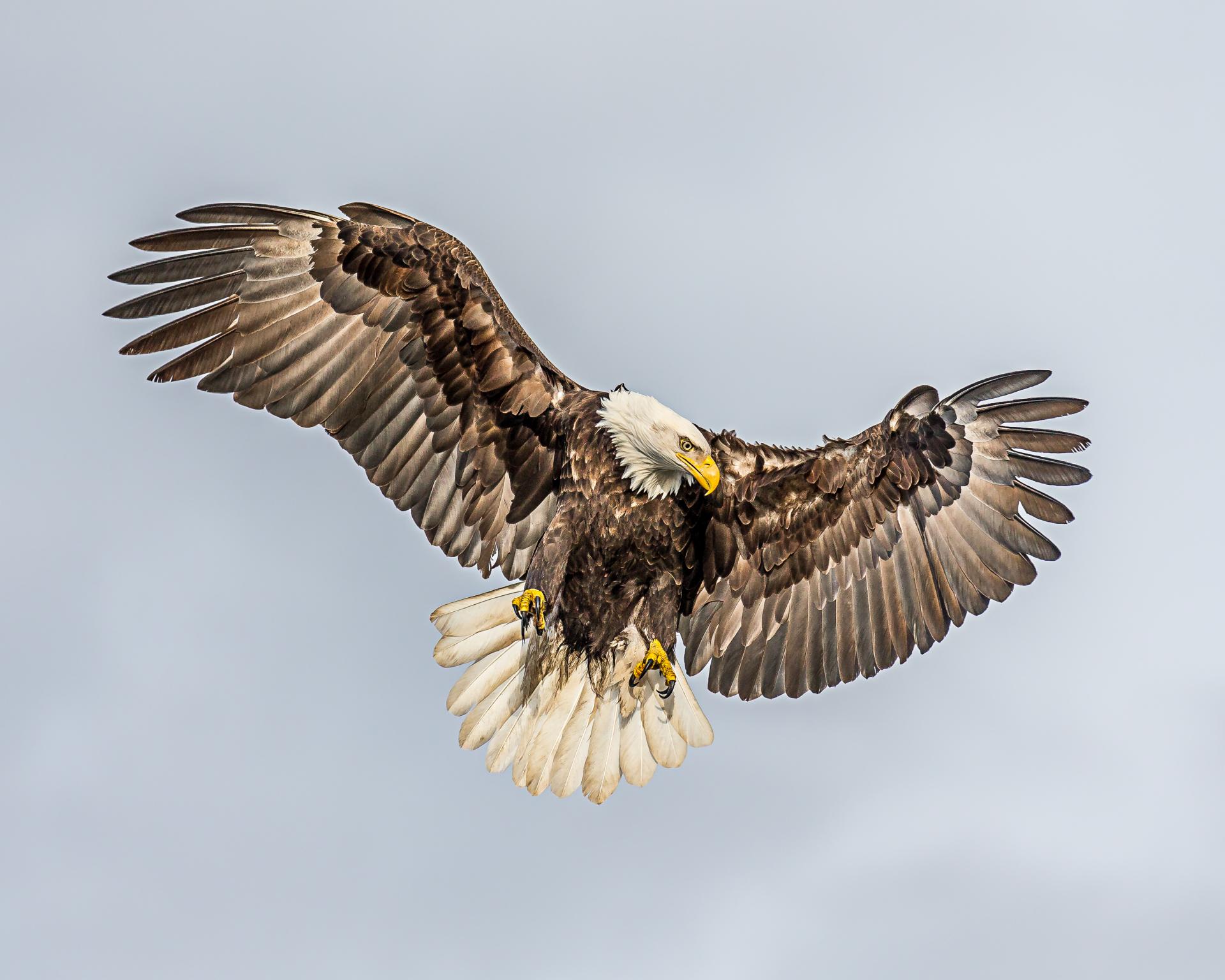 Faucon volant
