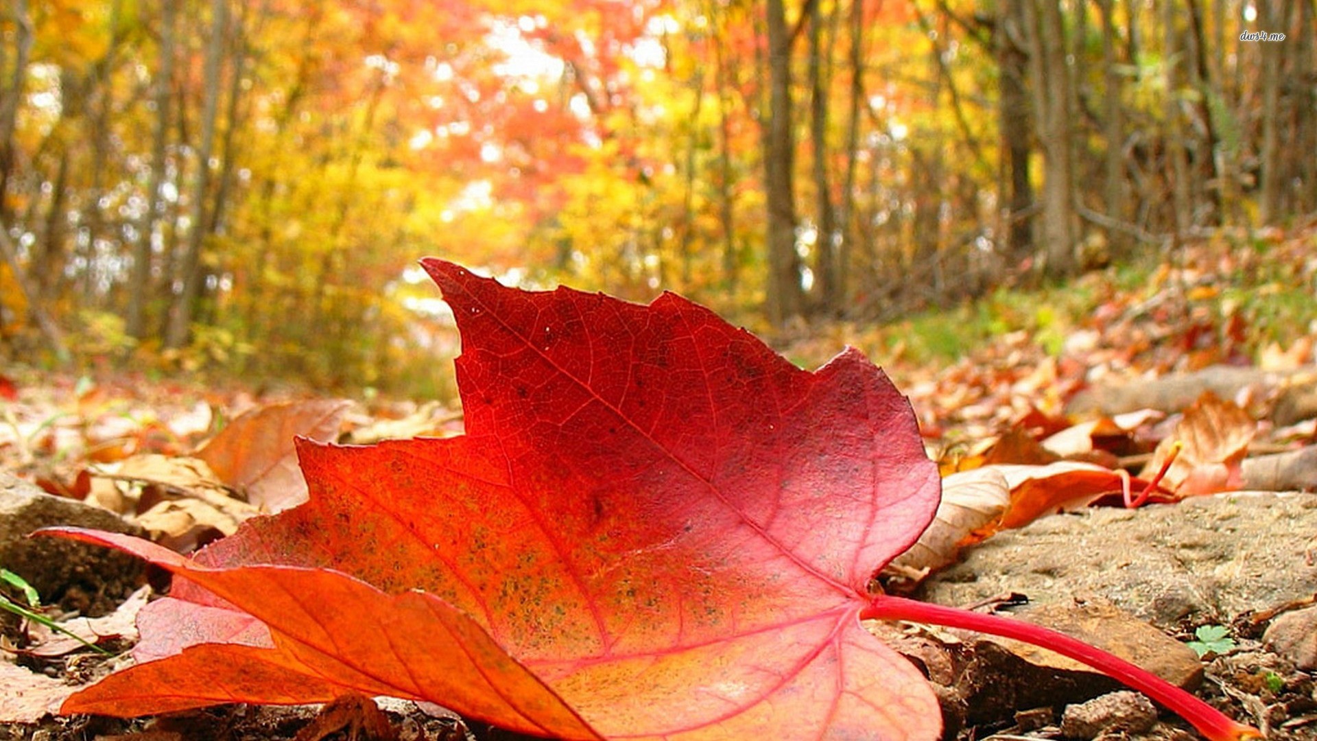 Feuille d'automne rouge