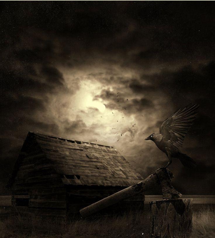 Oiseau de nuit sur toit