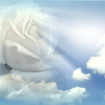 Rose blanche dans ciel