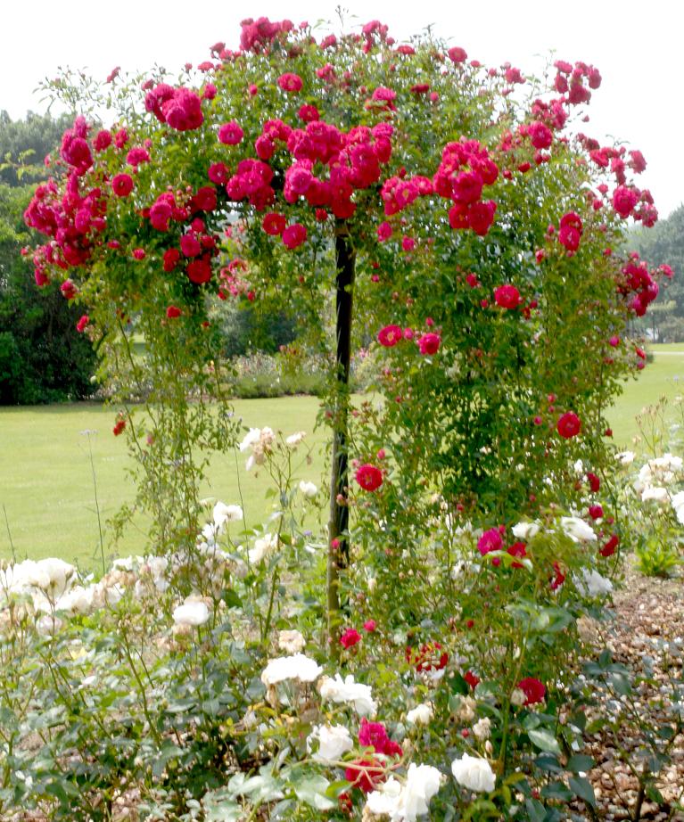 Rosier rouge et blanc